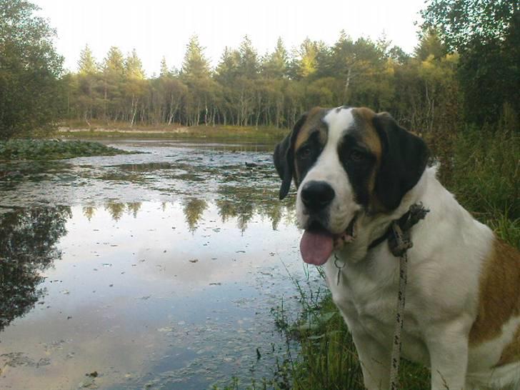 Sankt bernhardshund Sisca - Sensommer 2009 ved tversted søerne. billede 11