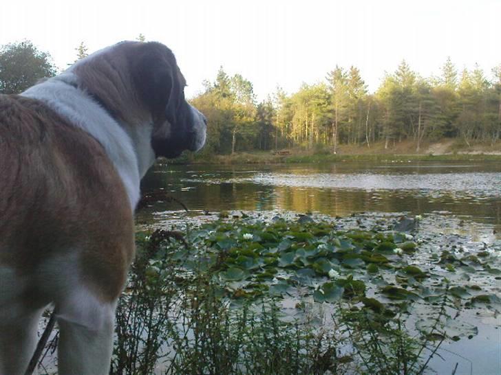 Sankt bernhardshund Sisca - Sensommer 2009, ved tversted søerne. billede 12
