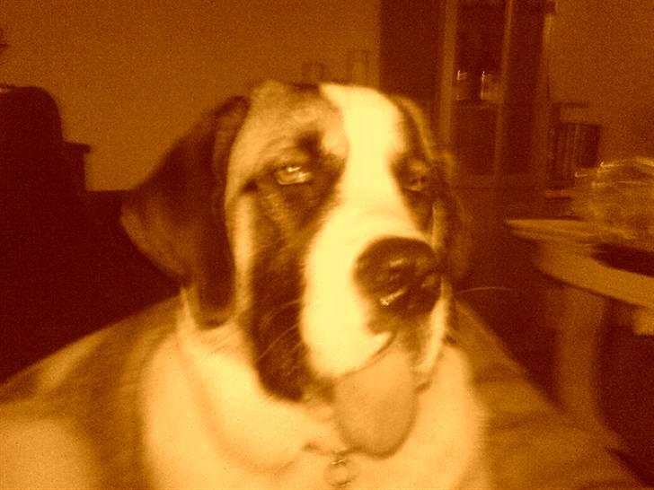 Sankt bernhardshund Sisca - :) billede 13