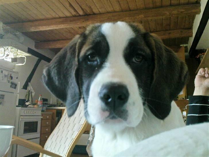 Sankt bernhardshund Sisca billede 14