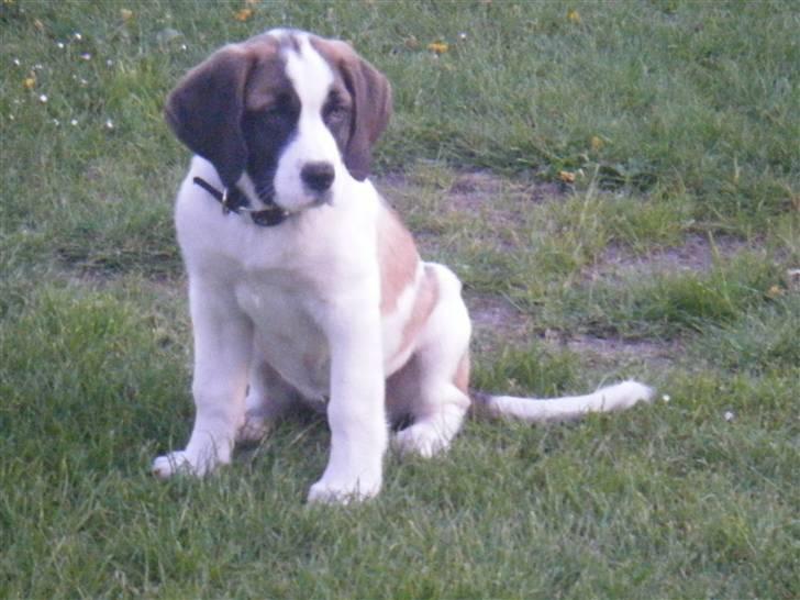 Sankt bernhardshund Sisca billede 15