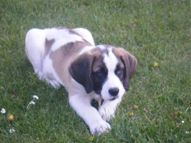 Sankt bernhardshund Sisca billede 16