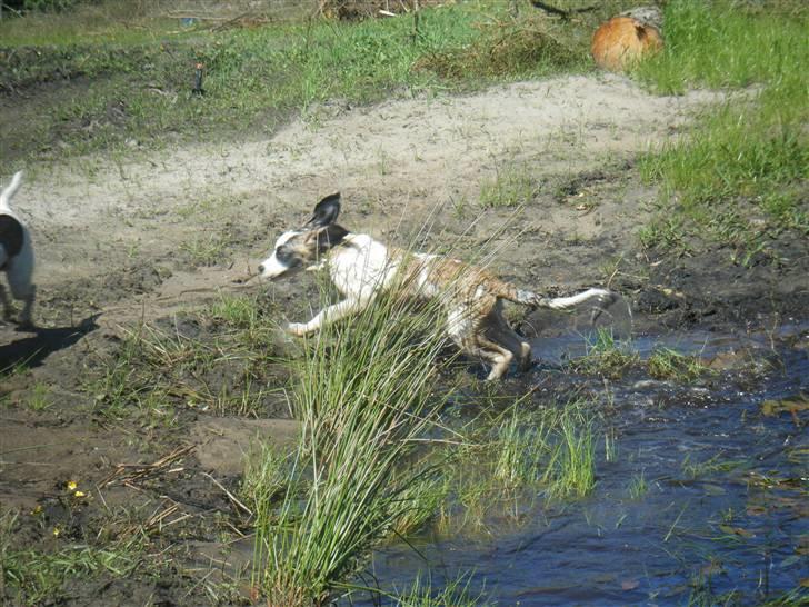 Sankt bernhardshund Sisca - Weee vi elsker vand :). sommeren 2009. billede 17
