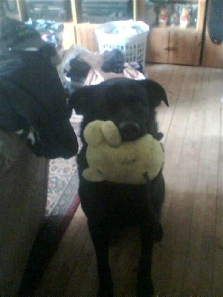 Blanding af racer konjak R.I.P - min bamse er alt .. billede 15