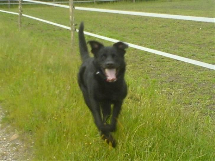 Blanding af racer konjak R.I.P - jeg er en halv hest.. billede 17