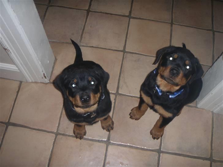 Rottweiler Ai-Jen Aron R.I.P 2010 billede 2