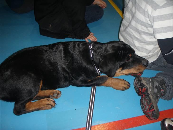 Rottweiler Ai-Jen Aron R.I.P 2010 billede 3