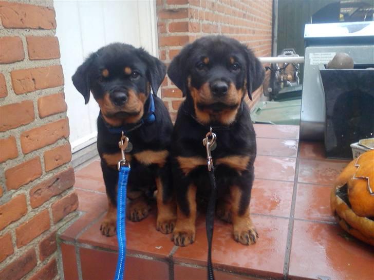 Rottweiler Ai-Jen Aron R.I.P 2010 billede 4