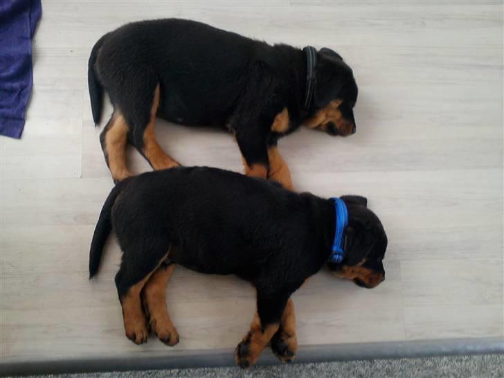 Rottweiler Ai-Jen Aron R.I.P 2010 billede 5