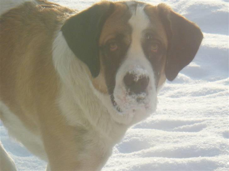 Sankt bernhardshund Sisca - Så kom der sne, og det smager godt :) 2010. billede 18