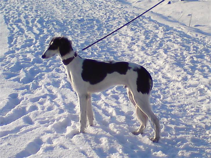 Saluki *Michael Kors DKCH* - Januar 2010 billede 10