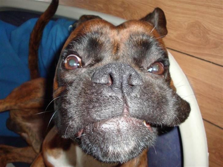 Boxer Eigil billede 20