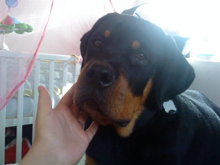 Rottweiler Felix - Jeg er da bedårene <3 billede 2
