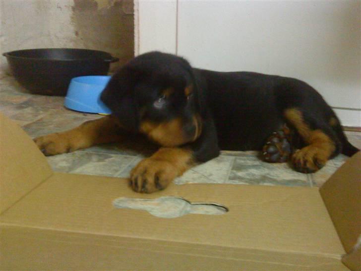 Rottweiler Felix - lille felix <3 billede 3