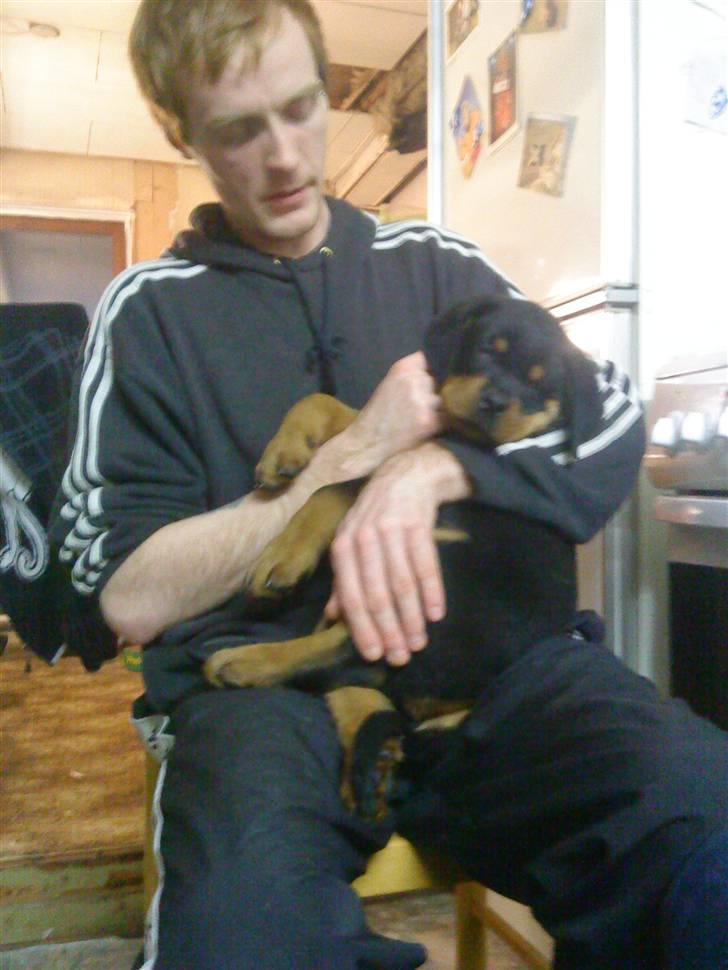 Rottweiler Felix - farmand og felix billede 4