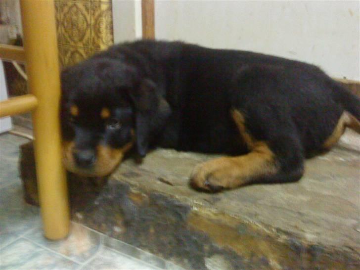 Rottweiler Felix - lille felix <3 billede 5