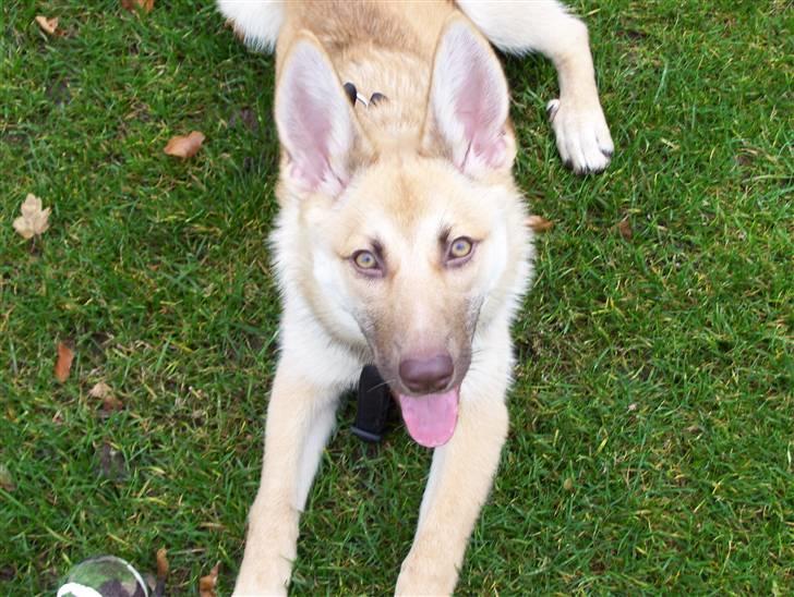 Blanding af racer Asta billede 1