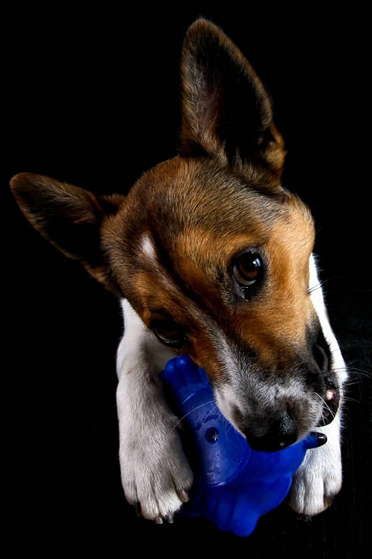 Jack russell terrier Milo billede 1