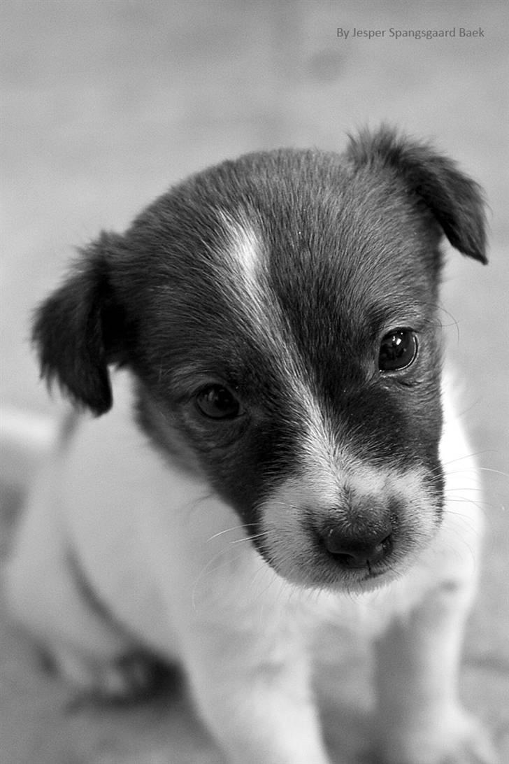 Jack russell terrier Milo billede 2