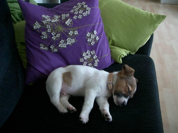 Jack russell terrier Milo billede 3