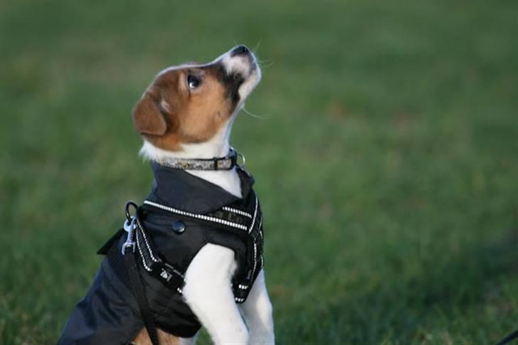 Jack russell terrier Milo billede 4