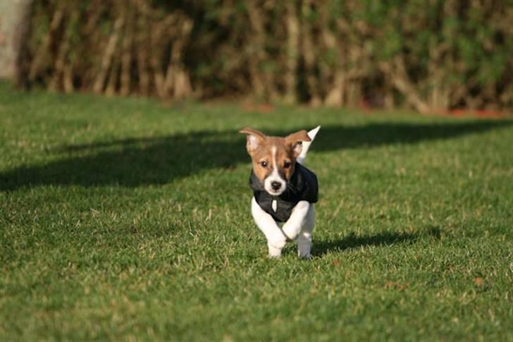 Jack russell terrier Milo billede 5