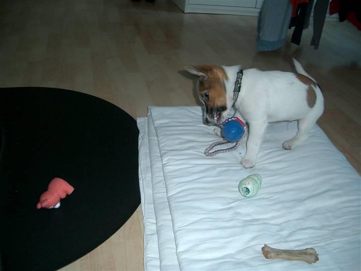 Jack russell terrier Milo billede 6