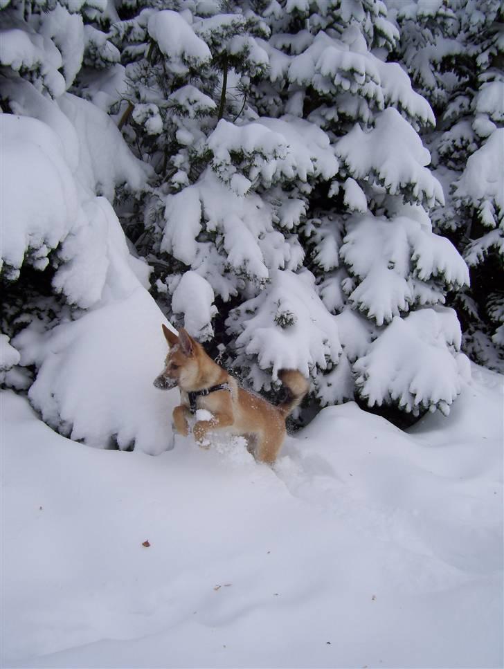 Blanding af racer Asta billede 2