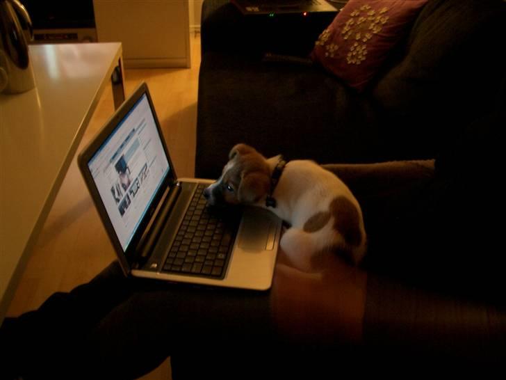 Jack russell terrier Milo billede 7