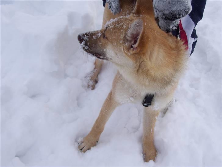 Blanding af racer Asta billede 3