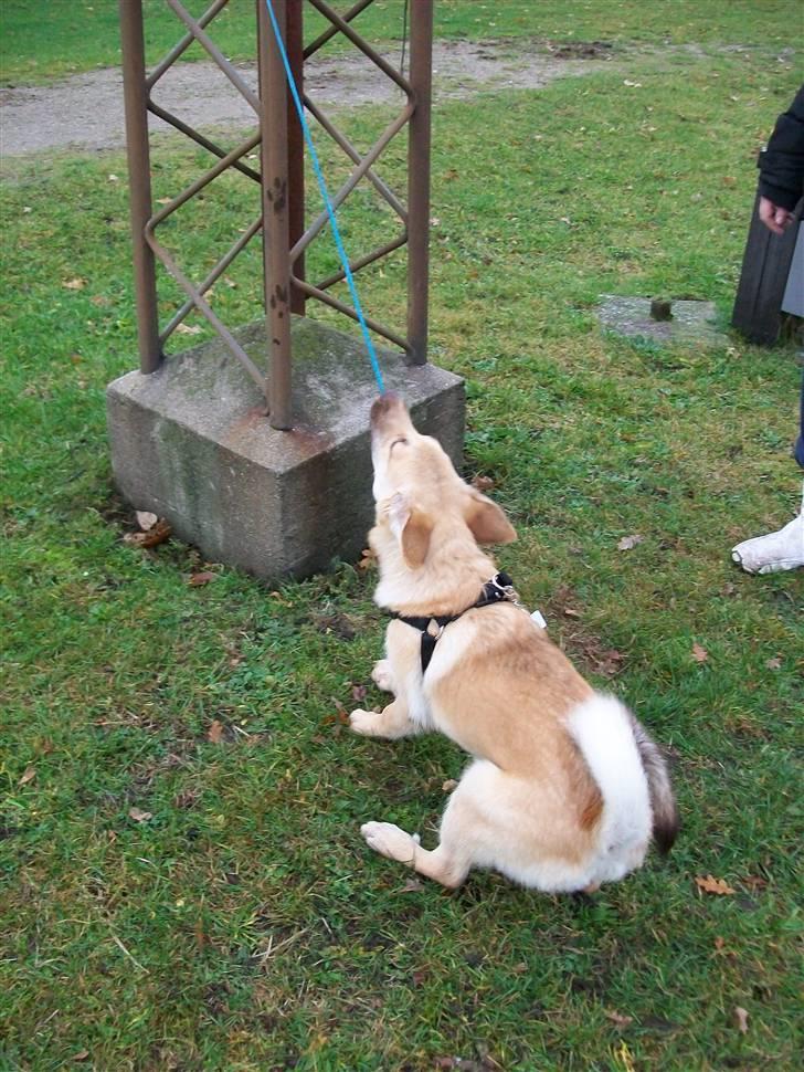 Blanding af racer Asta billede 4