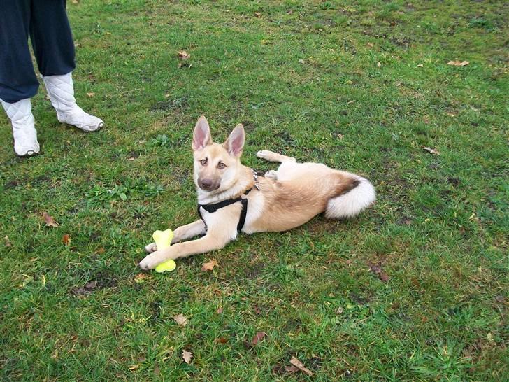 Blanding af racer Asta billede 5