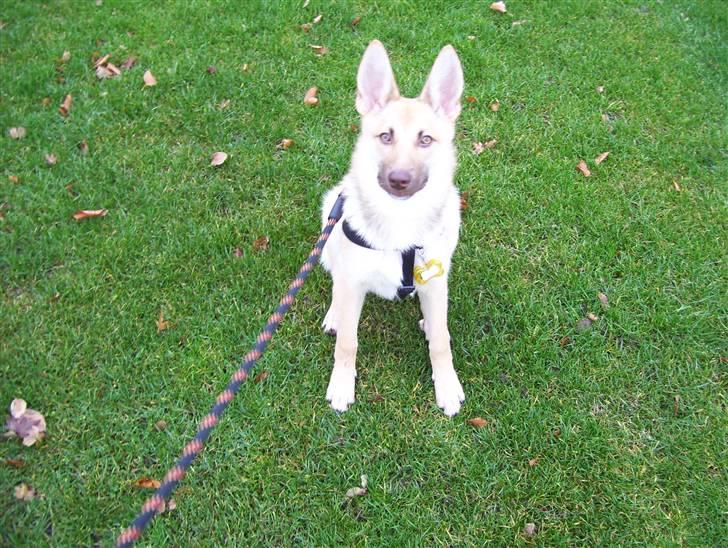 Blanding af racer Asta billede 6