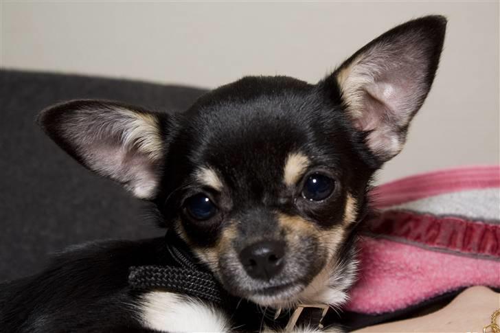 Chihuahua Wilma billede 1