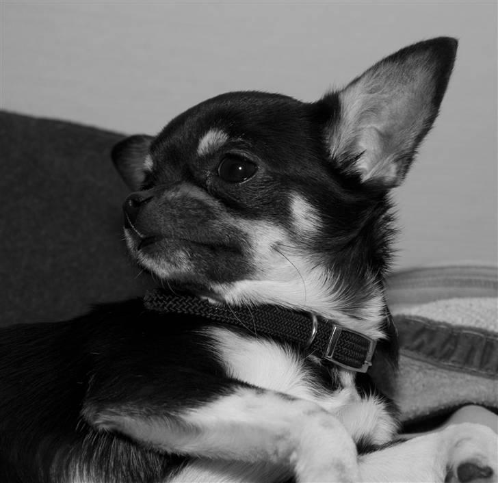Chihuahua Wilma - photo af  thomas dohn billede 2