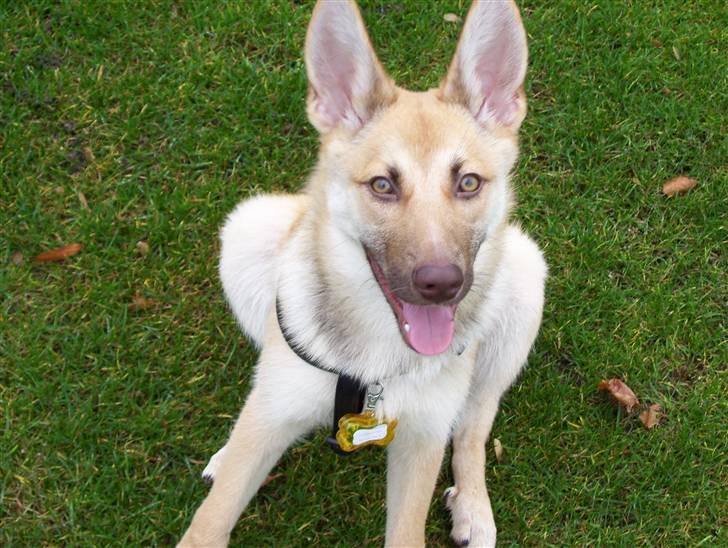 Blanding af racer Asta billede 7