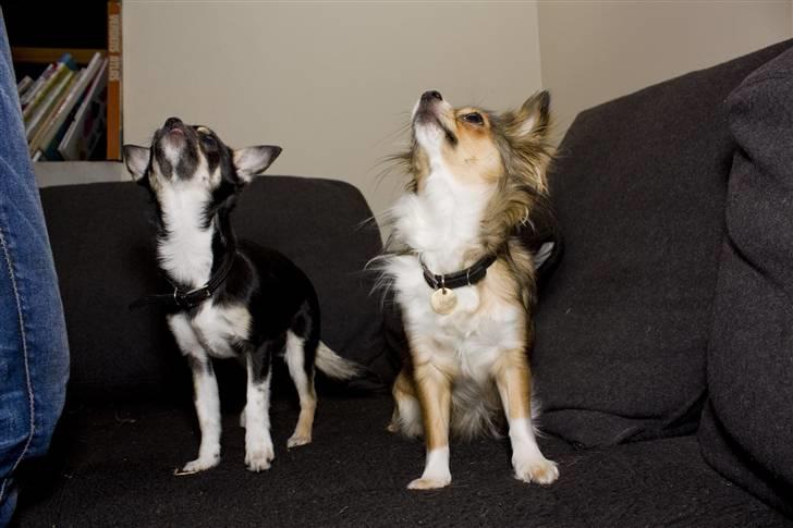 Chihuahua Wilma - Liva og Wilma billede 3