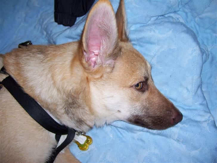 Blanding af racer Asta billede 8