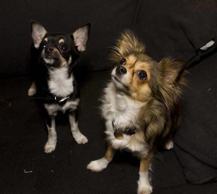 Chihuahua Wilma - De to piger billede 4