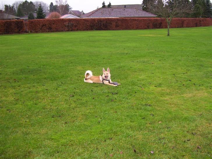 Blanding af racer Asta billede 9