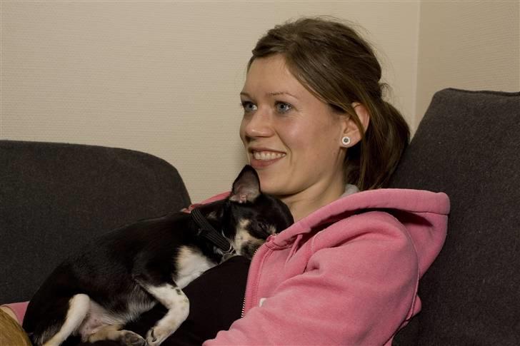 Chihuahua Wilma - Putte pigen billede 5