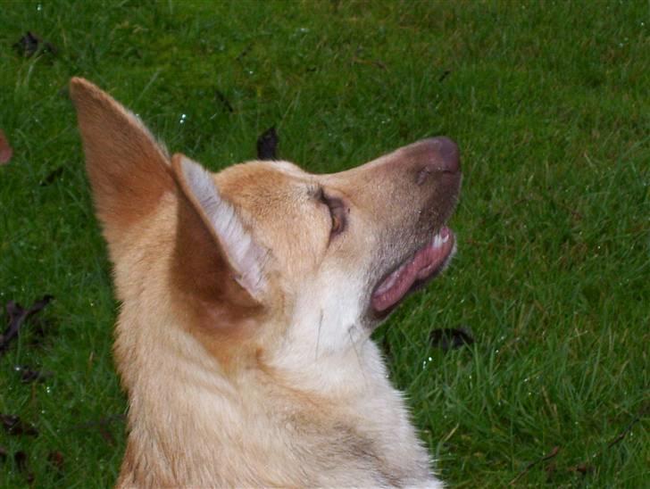 Blanding af racer Asta billede 10