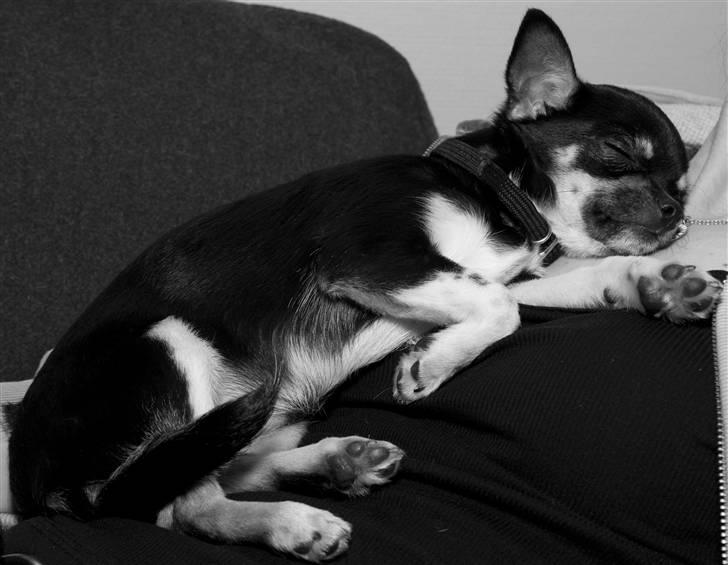 Chihuahua Wilma billede 6