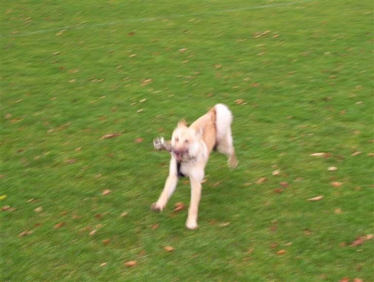 Blanding af racer Asta billede 11