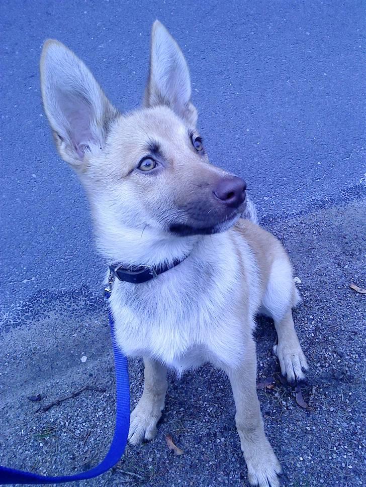 Blanding af racer Asta billede 12