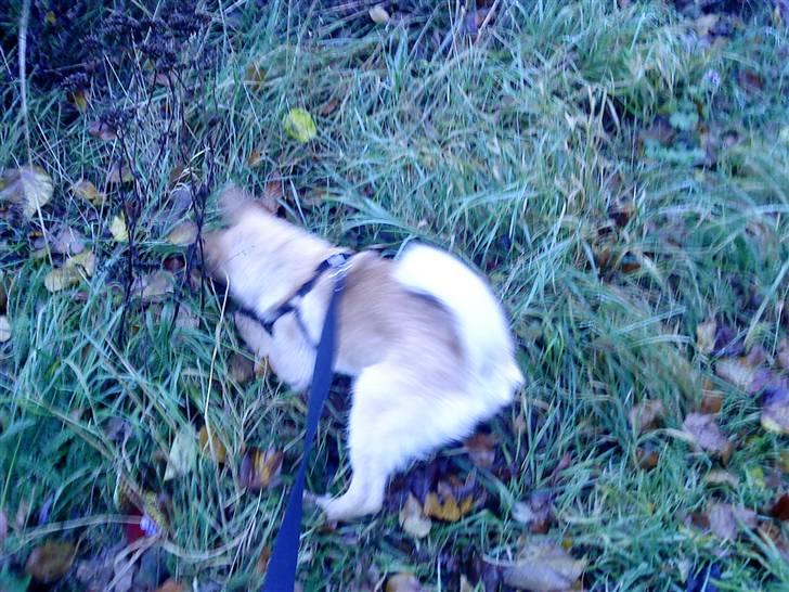 Blanding af racer Asta billede 13