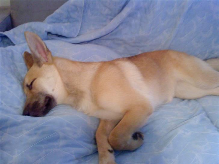 Blanding af racer Asta billede 15