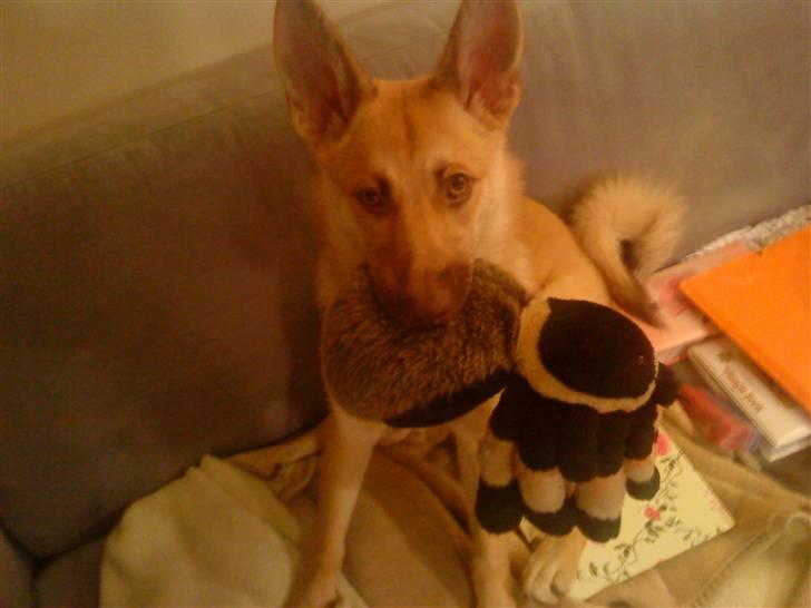 Blanding af racer Asta billede 16