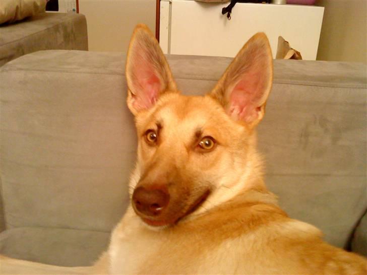 Blanding af racer Asta billede 17