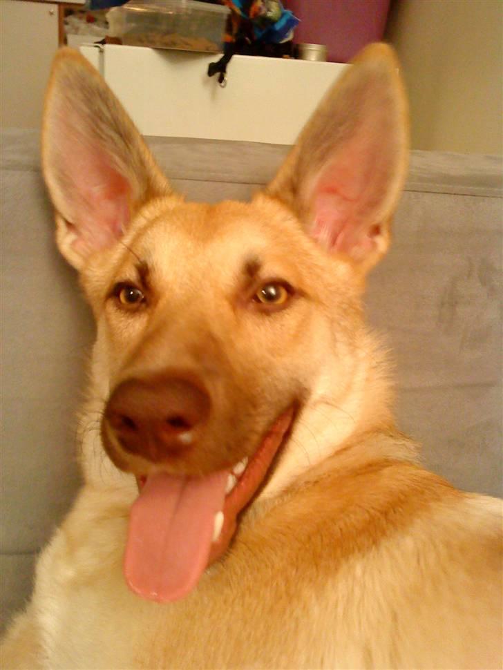 Blanding af racer Asta billede 18